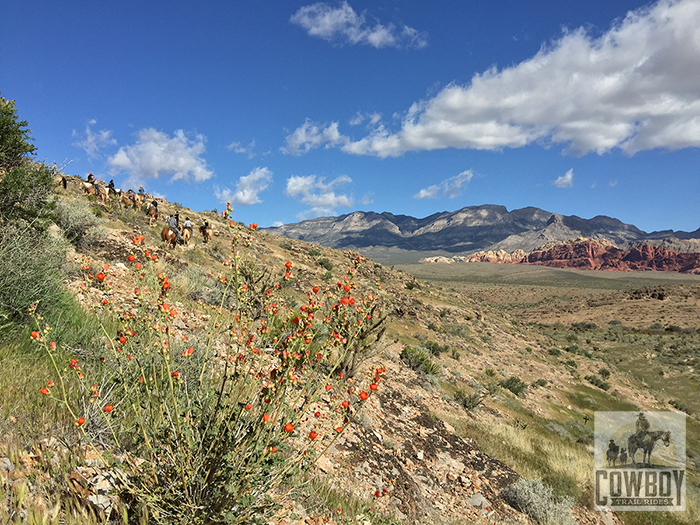 Globemallow alongside the Canyon Rim trail while Horseback Riding in Las Vegas at Cowboy Trail Rides in Red Rock Canyon